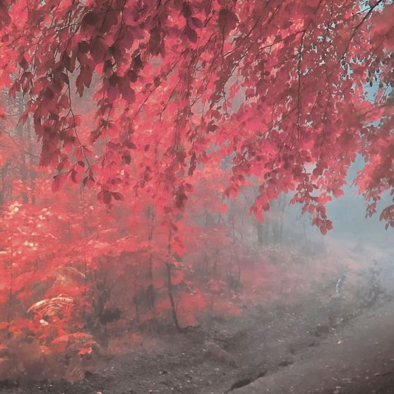 Paisaje de otoño hojas rojo Fondo de Pantalla de iPhoneX