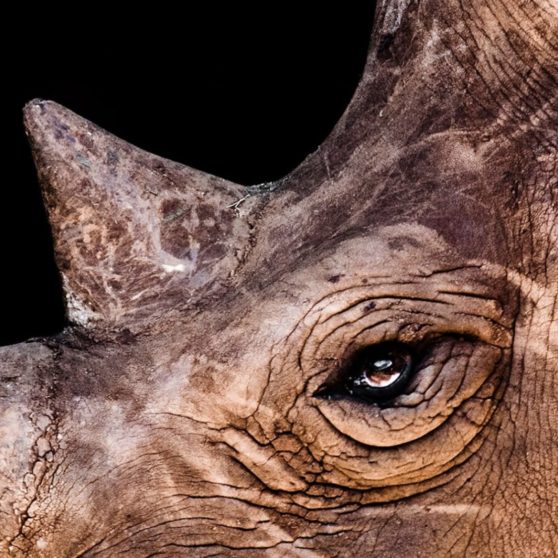 rinoceronte Animal Fondo de Pantalla de iPhoneX