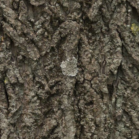 marrón árbol verde musgo Fondo de Pantalla de iPhoneX