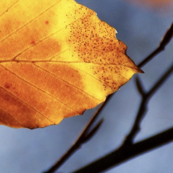 Las hojas muertas desdibujan la naturaleza Fondo de Pantalla de iPhoneX