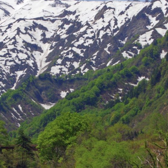 Montaña de la nieve verde natural Fondo de Pantalla de iPhoneX