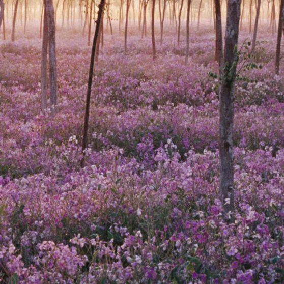 vistas de árbol de flores púrpura Fondo de Pantalla de iPhoneX