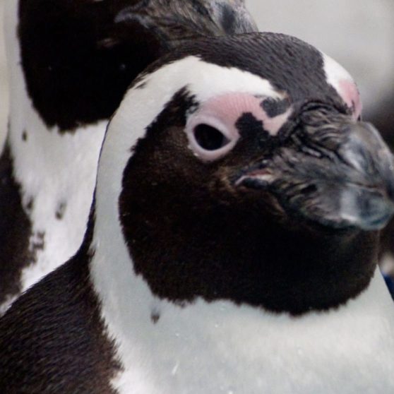 pingüino Animal Fondo de Pantalla de iPhoneX