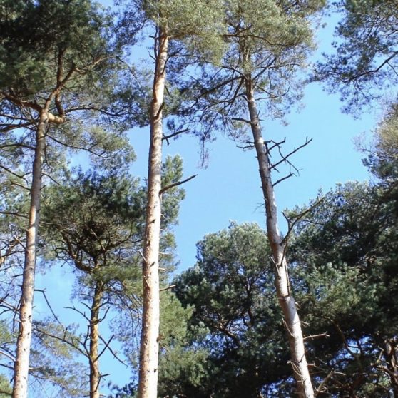 cielo paisaje de árboles forestales Fondo de Pantalla de iPhoneX