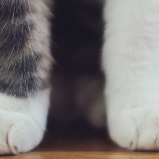 la mano del gato Animal Fondo de Pantalla de iPhoneX