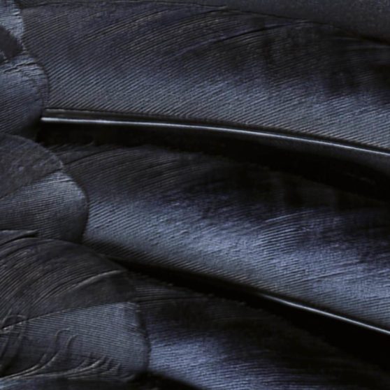 Patrón de plumas negro guay iOS9 Fondo de Pantalla de iPhoneX