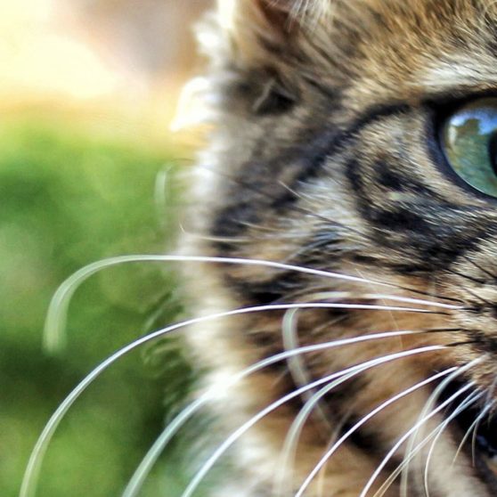 Animal gato tigre faisán Fondo de Pantalla de iPhoneX