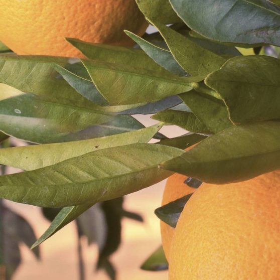 Naranja de la fruta verde paisaje campana Fondo de Pantalla de iPhoneX