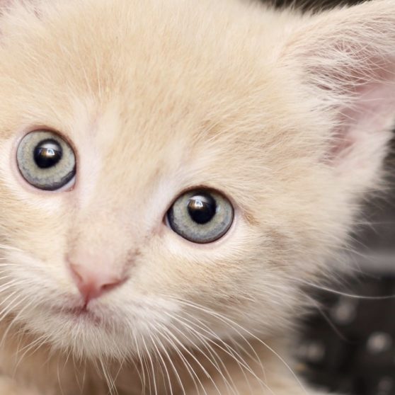 Teclado Animal gato las mujeres con niños Fondo de Pantalla de iPhoneX