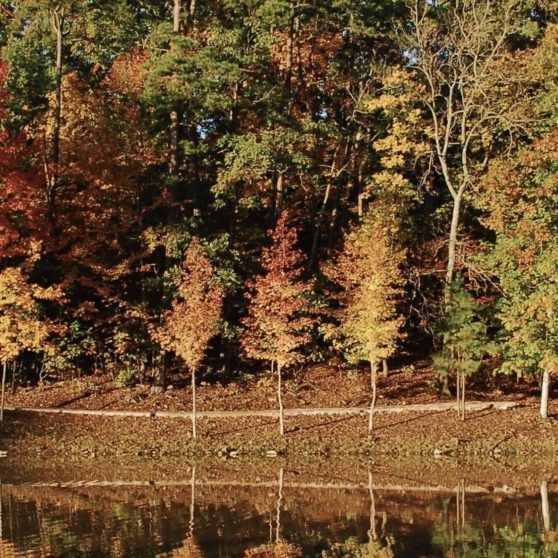 Paisaje de otoño las hojas de árbol de la naturaleza Fondo de Pantalla de iPhoneX