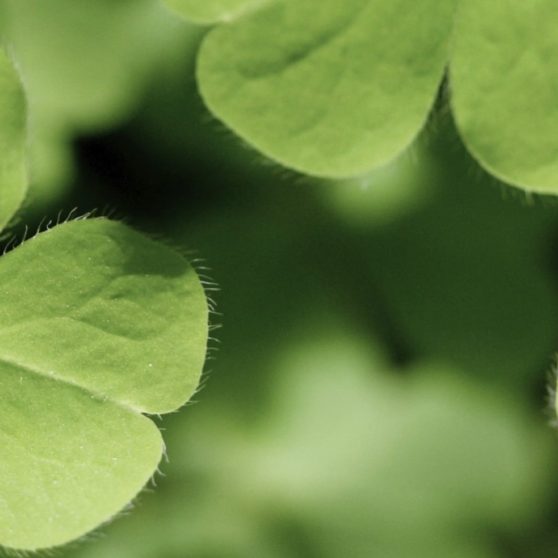 Trébol de la planta verde Fondo de Pantalla de iPhoneX