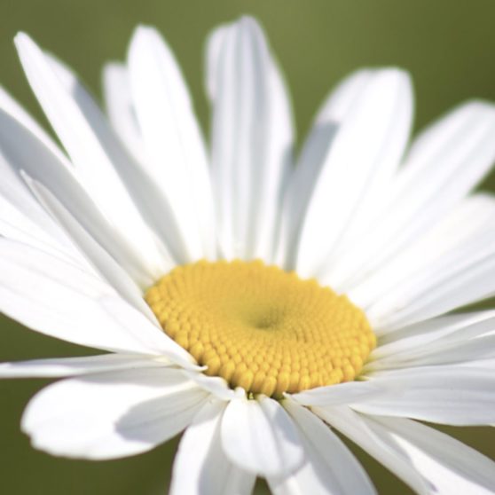 Planta flores blanco Fondo de Pantalla de iPhoneX