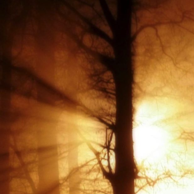 la puesta del sol del paisaje forestal Fondo de Pantalla de iPhoneXSMax