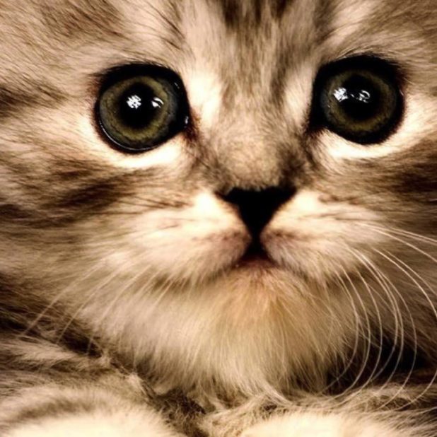 gatito del gato Fondo de Pantalla de iPhoneXSMax