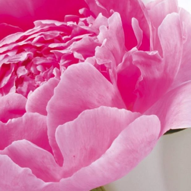 Flor natural de color rosa Fondo de Pantalla de iPhoneXSMax
