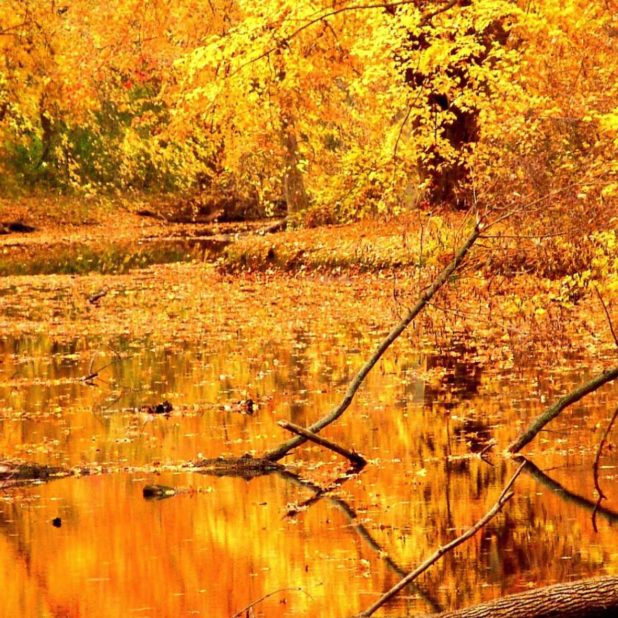 Paisaje amarillo hojas de otoño Fondo de Pantalla de iPhoneXSMax