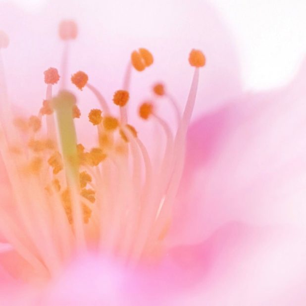 Flor natural de color rosa Fondo de Pantalla de iPhoneXSMax
