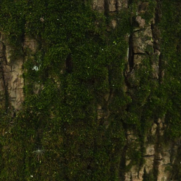 marrón árbol verde musgo Fondo de Pantalla de iPhoneXSMax