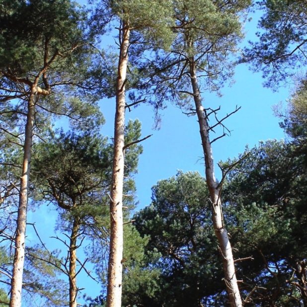 cielo paisaje de árboles forestales Fondo de Pantalla de iPhoneXSMax