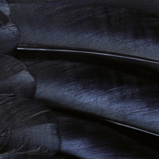 Patrón de plumas negro guay iOS9 Fondo de Pantalla de iPhoneXSMax