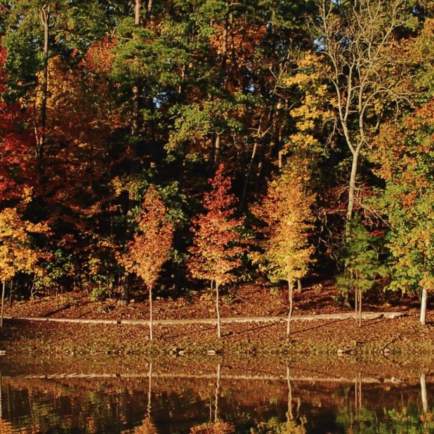 Paisaje de otoño las hojas de árbol de la naturaleza Fondo de Pantalla de iPhoneXSMax