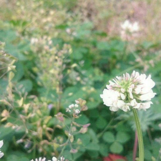 Bunga semanggi putih Android SmartPhone Wallpaper