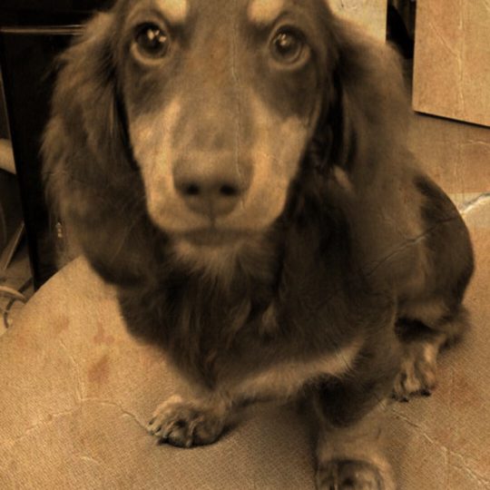 Anjing Sepia Android SmartPhone Wallpaper