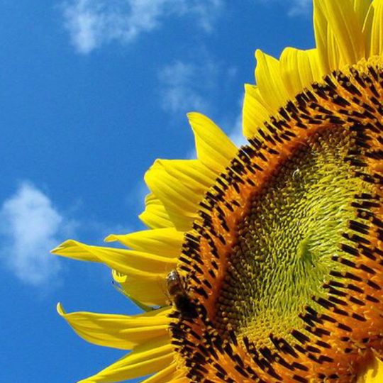 Langit bunga matahari Android SmartPhone Wallpaper