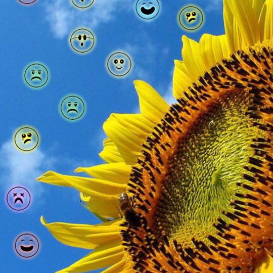 Wajah bunga matahari Android SmartPhone Wallpaper
