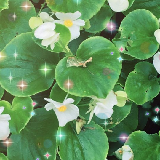 Cahaya bunga Android SmartPhone Wallpaper
