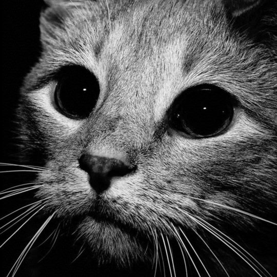 Wallpaper Kucing Hd Android Image Num 95
