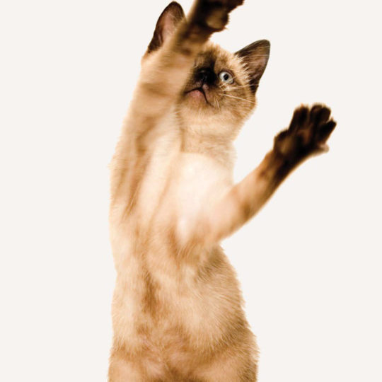 kucing tegak Android SmartPhone Wallpaper
