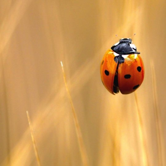 ladybug hewan Android SmartPhone Wallpaper