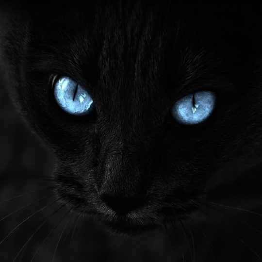 Mata kucing hitam Android SmartPhone Wallpaper