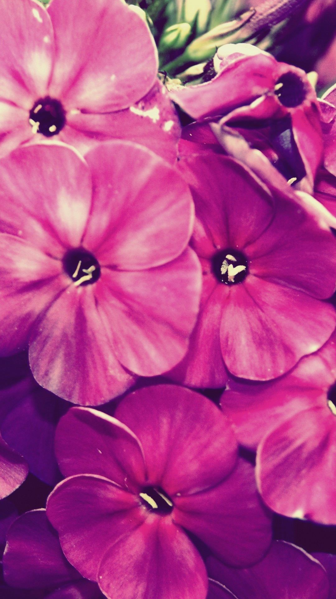 bunga alami ungu  wallpaper  sc Android