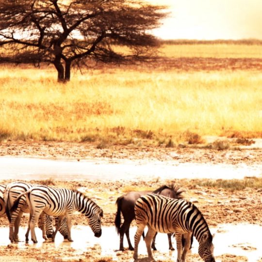 zebra hewan Android SmartPhone Wallpaper