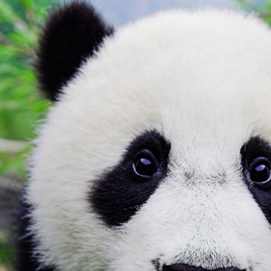 panda hewan Android SmartPhone Wallpaper