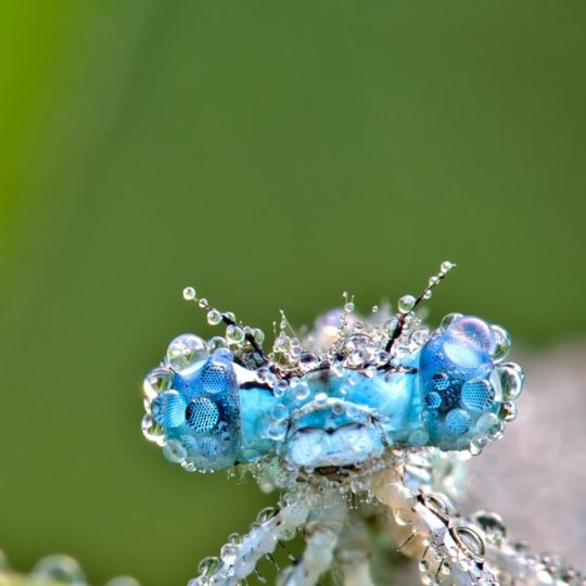 Hewan serangga hijau biru Android SmartPhone Wallpaper