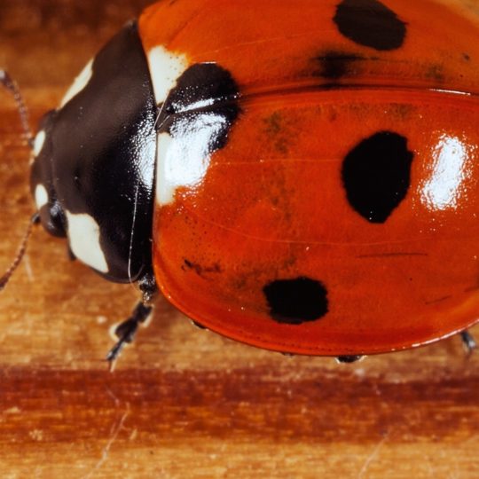 ladybug hewan Android SmartPhone Wallpaper