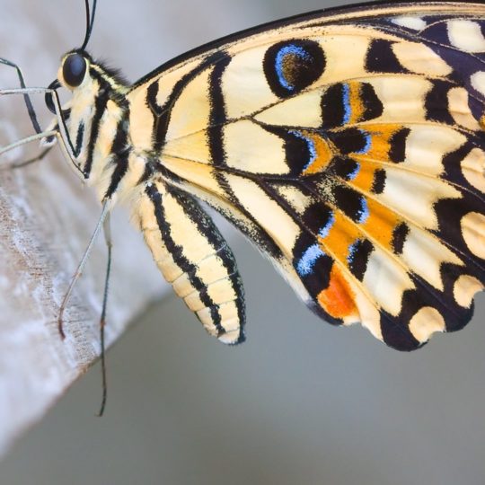 Swallowtail kupu-kupu hewan Android SmartPhone Wallpaper