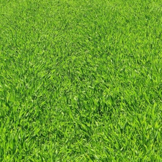 hijau rumput alami Android SmartPhone Wallpaper