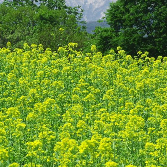 Pemandangan hijau taman bunga Android SmartPhone Wallpaper