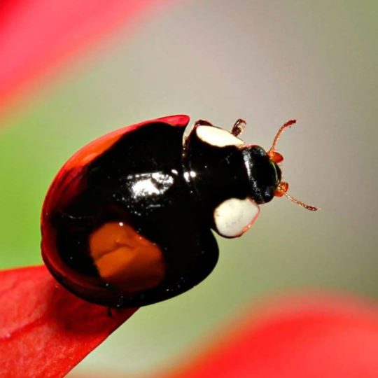 ladybug hewan Android SmartPhone Wallpaper
