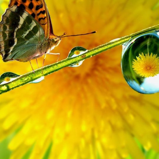 kupu-kupu hewan Android SmartPhone Wallpaper