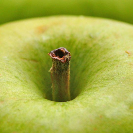 Makanan apel hijau Android SmartPhone Wallpaper