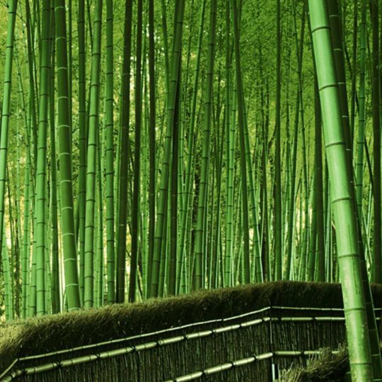 hutan bambu hijau lanskap Android SmartPhone Wallpaper
