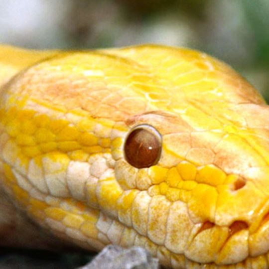 ular hewan kuning Android SmartPhone Wallpaper