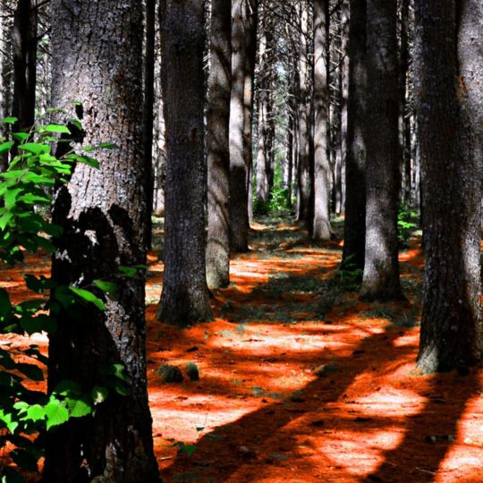 lanskap hutan Android SmartPhone Wallpaper