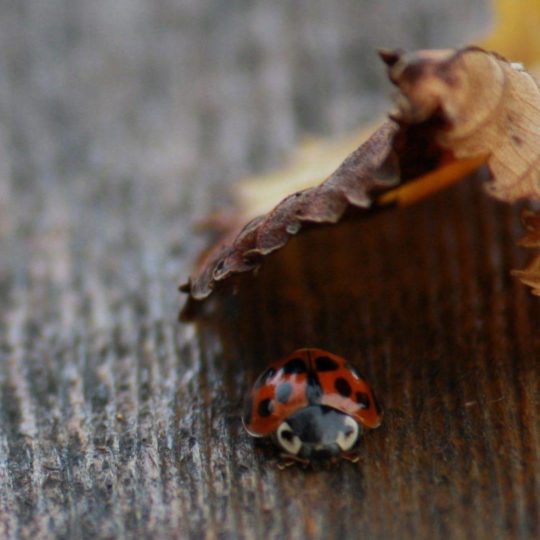 ladybug hewan Android SmartPhone Wallpaper