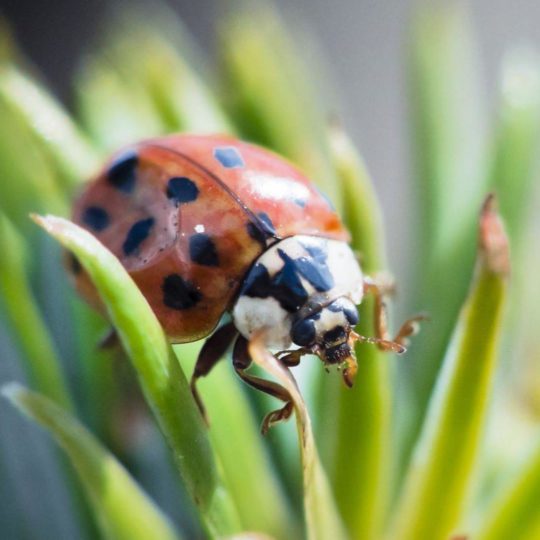 ladybug hewan Android SmartPhone Wallpaper